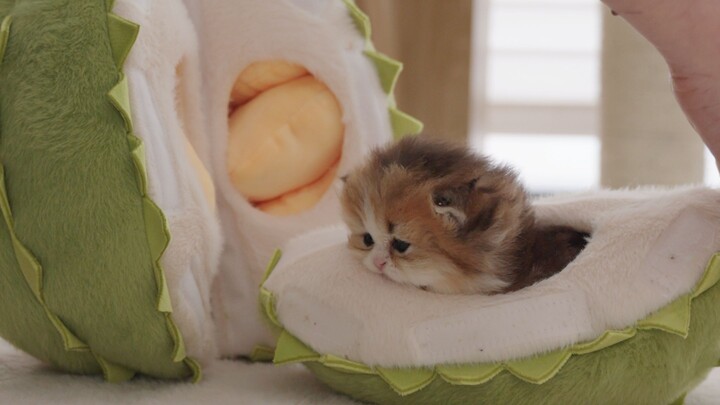 正宗猫山王榴莲