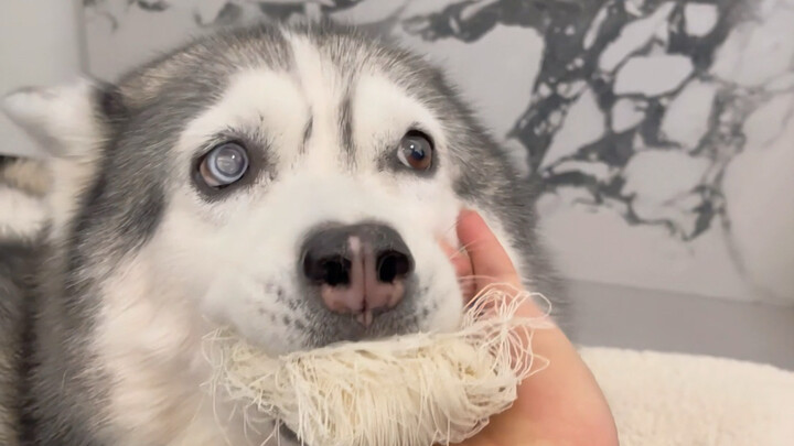 Con chó này sau Tết đã mở khóa được công thức nấu ăn mới rồi!