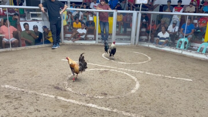 3 pts Pasok sa banga!!! TORNADOM stag