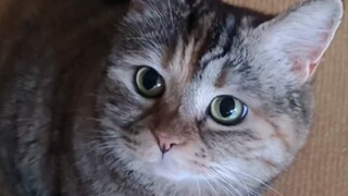 猫猫我不吃饭会变老的呦