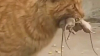 Kucing: Tidak ada tikus yang bisa lepas dari genggamanku