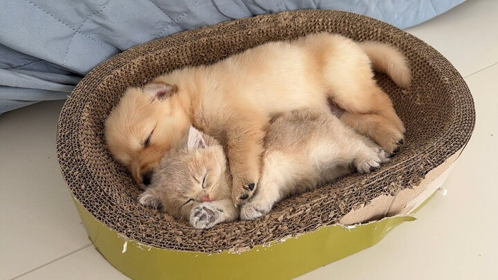 Anak anjing memeluk anak kucing hingga tertidur