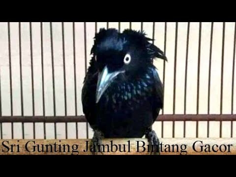 Suara Tembakan Burung Sri Gunting Bikin Burung Macet Gacor Kembali