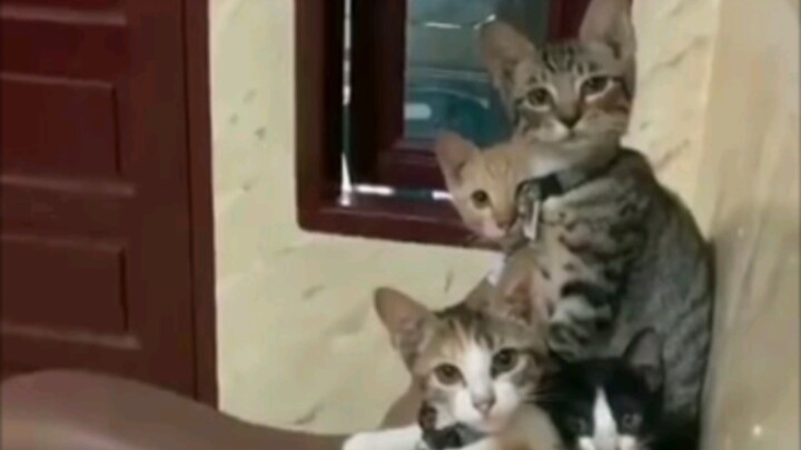 Mèo: Tốt nhất là cậu có việc gì đi.