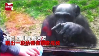 A gorilla teaches a tourist how to feed a drink, and netizens laugh out loud at the Sichuan dialect 