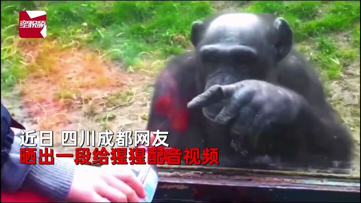 太有才！猩猩教游客喂饮料，网友四川话翻译笑到喷饭！