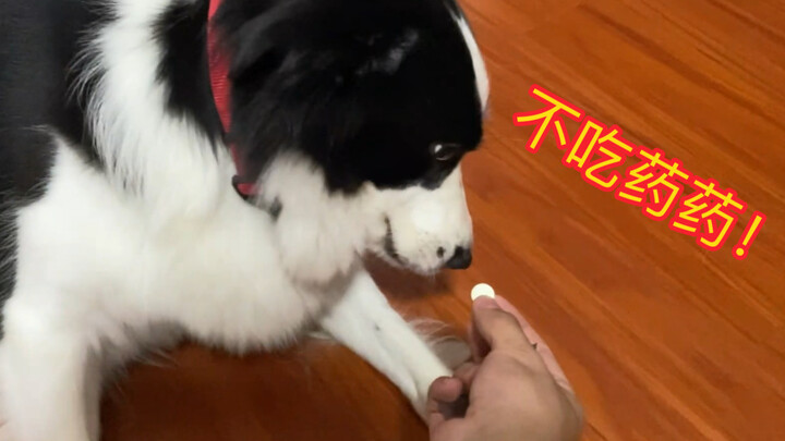 Border Collie: Kalau kamu cepat bertindak, aku sudah telan obatnya!