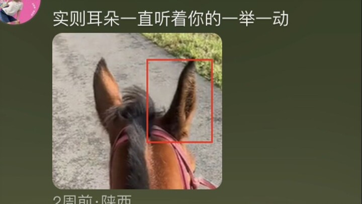 Sweat-blooded Arabian horse