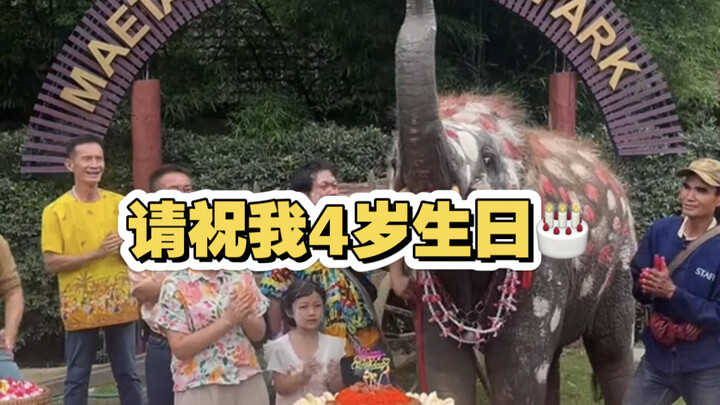 Baby Elephant’s Birthday Party Is So Cute!