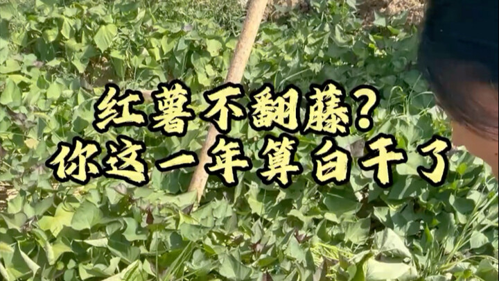 No vine-turning for sweet potatoes? The vines shoot up to the sky! You’ve wasted an entire year’s wo