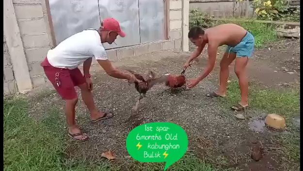 1st spar 6months old . kabunghan Bulik⚡