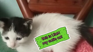 love cats