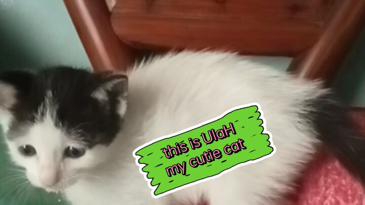 love cats