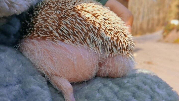 Dukung besar untuk puasa panjang yang dahsyat!