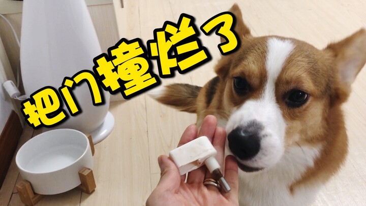 Daily mayhem: This Corgi smashes the door down in one charge—did I end up with a super-strong “Kong 
