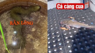 H.C Vlog | Những sinh vật kì dị hoàn toàn có thật Phần 1