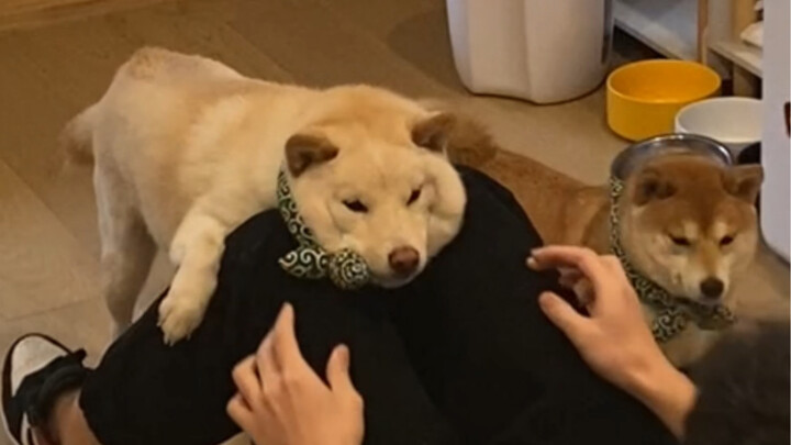 The Naughty Repair Dog That Interrupts My Diet