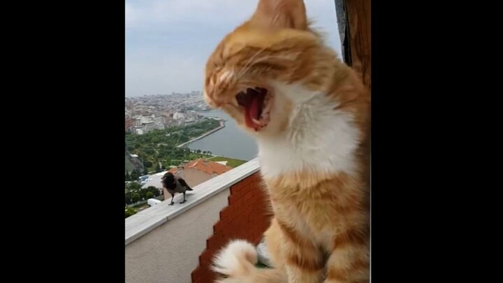 The cat and the crow are arguing. Let's feel the fighting power of the crow's mouth.