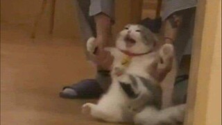 🐱“Urgent!”🐱