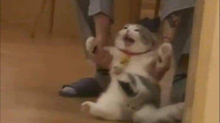 🐱“急切！”🐱
