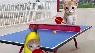 แมวกล้วยและตุ๊กตาเล่นปิงปองระดับสูง