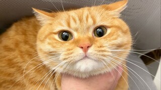 Jangan pernah menggunakan suara berbentuk klip pada kucing, saya takut mereka akan jatuh cinta padam