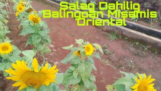 Salag Dahilig Balingoan Misamis Oriental..@Brenda Mage  @BAGYONG OYONG  @Bakang Vlog