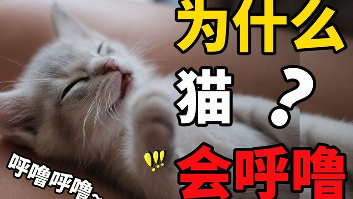 Why do cats purr? Could purring really help them heal?!