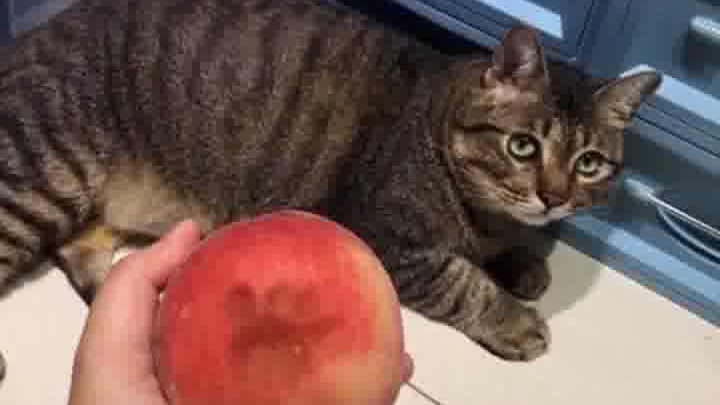 Cat: I’m innocent—please believe me, believe me!