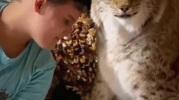 When I pet the lynx like a cat, it’s so upset it doesn’t dare tell its family.