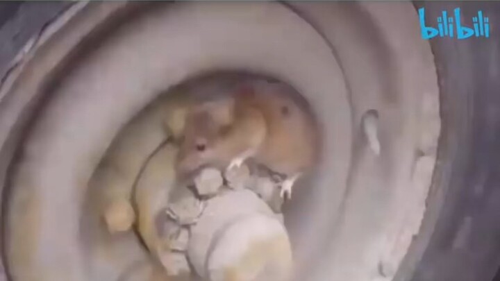 Dặn lòng phải tĩnh tâm 🥲