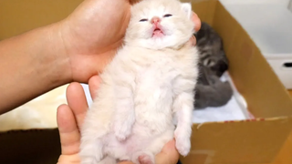 ลูกแมวสีขาวมักตกเป็นเป้าหมายของแม่แมวและเลียด้วยแรงมากเกินไป