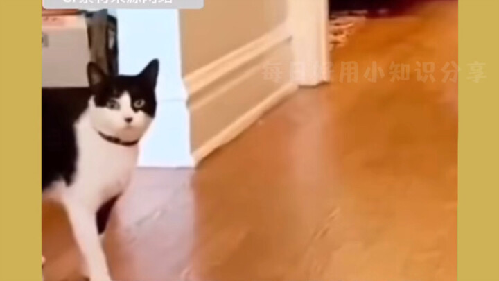 My cat son is a little crazy—no wonder he’s a calico cat! #Sharing #Funny #Hilarious #PositiveEnergy