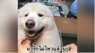 สัตว์เลี้ยง เพื่อนขนปุย : น่ารักไม่ไหวแล้วนะ