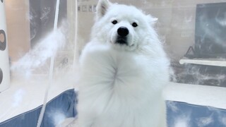 Binatang|Mengeringkan Bulu Tubuh Samoyed