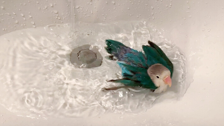 Sau khi tắm xong, chú vẹt nép mình vào cổ áo chủ nhân – đây mới là tổ ấm ấm áp nhất!