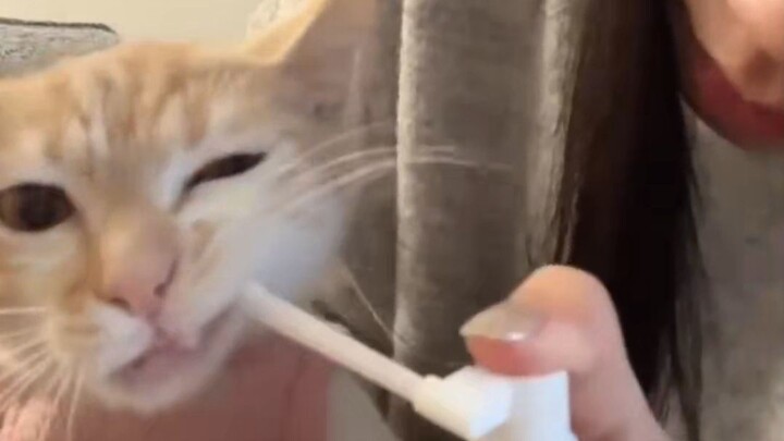 The little kitten gets its stomatitis medication—no hissing, no scratching or biting—but when it tas