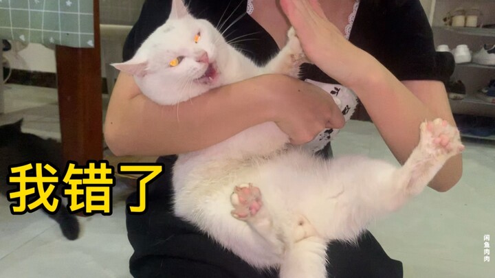 حتى المطر الغزير لم يمنع الهرة من الخروج للعب، فكان مصيرها أن تُعاقب بشدة على يد صاحبها!