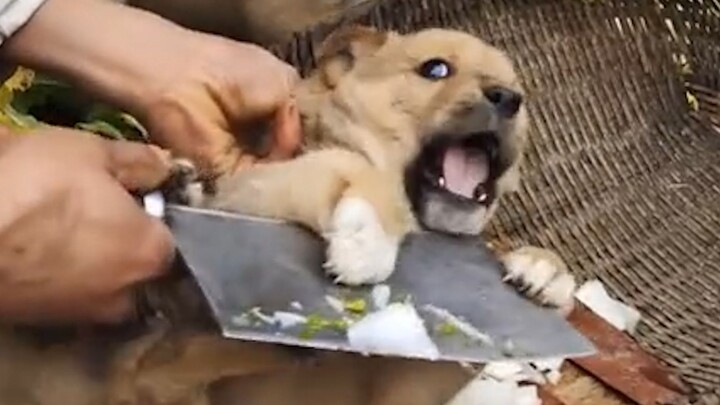 Anjing: "Di kehidupan sebelumnya pun belum pernah sebingung ini!"