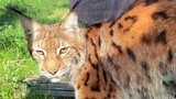 Animal|Super Handsome Lynx Walks
