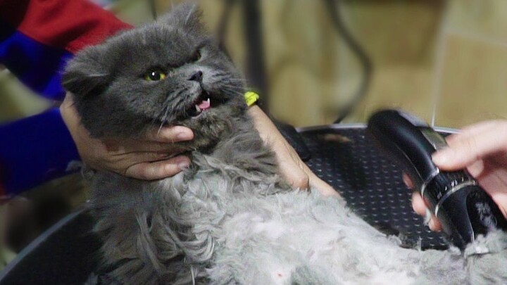 Trimming the cat’s fur—once the clippers came out, the cat went ballistic!