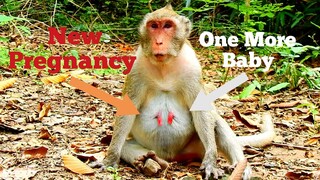 FAST TIME FOR MAMA JANE HAS PREGNANCY AGAIN , FEMALE MONKEY JANE GET BIG BELLY WITH NEW PREGNANCY