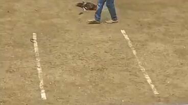 unscratched 5x winner Boston/Gilmore 🐓