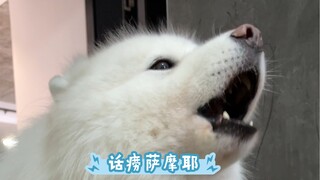 Ketika anjing di rumahmu bisa bicara