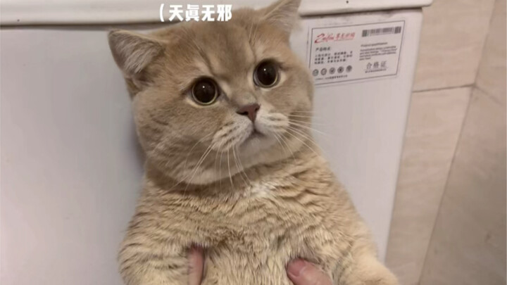 Kitten: I knew you’d pull this stunt again!