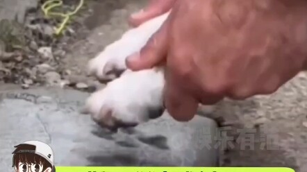 Chủ nhân của chú chó này thật sự rất có tâm ý, cảm giác rung động khó lý giải!