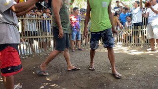 Brassback, talo po tau d pinalad