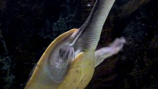 Kura-kura yang sangat ajaib dan juga sangat lucu