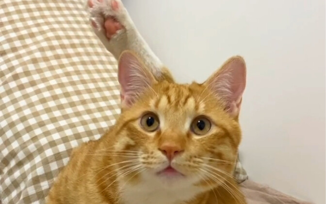 This cat’s a bit off, isn’t it…?