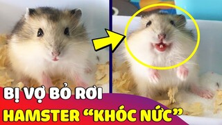 Chú Hamster 'KHÓC NỨC' đòi Sen tìm lại 'VỢ' cho mình khiến ai nấy cười xỉu 😂 Gâu Đần